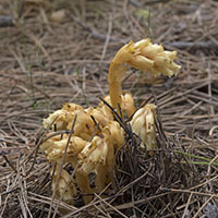 Monotropa hypopitys